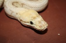 4sale Queenspin female 3.JPG