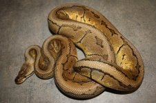 4sale Lemonblast female 1.JPG