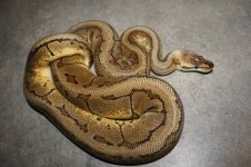 4sale Lemonblast female 2.JPG