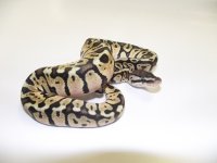 Pastel_Hidden_Gene_Woma_F_15.jpg