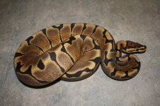 4sale Woma female 1.JPG