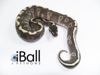 ghi_lesser_pic2.jpg