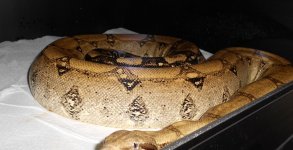 Lilly-12-15.jpg