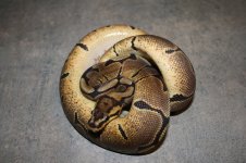 4sale Woma female 2.JPG