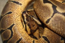 4sale Woma female 3.JPG