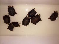 rubida3.jpeg