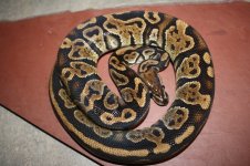 4sale Black Granite female 1.JPG