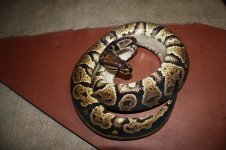 4sale Black Granite female 2.JPG