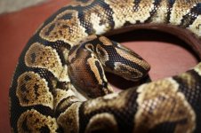 4sale Black Granite female 3.JPG