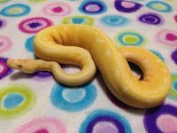 albinospiderbeforeeddie.jpg