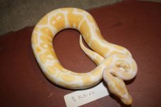 4sale Albino female  2.JPG