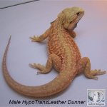 Male-HypoTransLeatherDunner.jpg