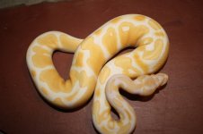 4sale Albino male 1.JPG