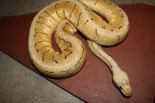 4sale Spinnerblast female 1.JPG