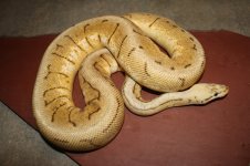 4sale Spinnerblast female 2.JPG