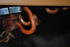 DSC_0004.jpg