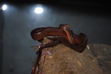 DSC_0012.jpg