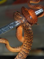 compDSC_0015.jpg