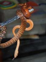 compDSC_0018.jpg