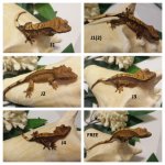 geckos1.jpg