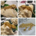 geckos2.jpg