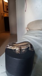 11227887_1243277485698135_1052000511342783519_o.jpg