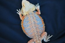 new 2010 breedes for sale 010.jpg