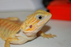 DSC_1964.jpg