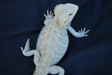 new 2010 breedes for sale 014.jpg