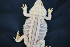 new 2010 breedes for sale 005.jpg