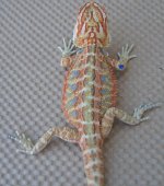 LeucisticPastelHypoRedChris Red Tangerine Pastel X Belgium Double Het.jpg