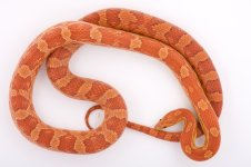 Ginny 8-10.jpg