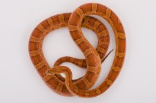 08 Hey hypo poss het anery lavender diffused male.jpg
