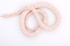 08-04-17 hypo snow  poss het motley 9-10.jpg
