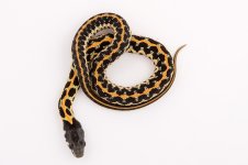 10-8 Billy Bob X Tiger 1 (1).jpg