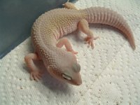 leos and boas 001.jpg