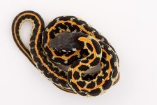 10-8 Billy Bob X Tiger 2 (1).jpg