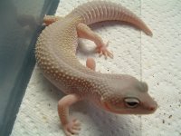 leos and boas 003.jpg