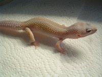 leos and boas 006.jpg