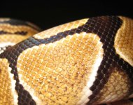 scales2.jpg