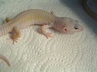 leos and boas 007.jpg