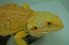DSC_0042.jpg