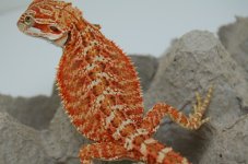 DSC_0003.jpg