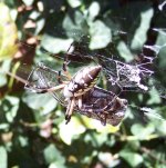 bugs 046.jpg