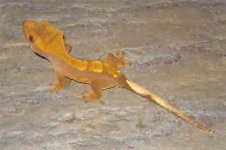 crestie1.jpg