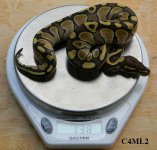 C4ML2 PIC2.jpg