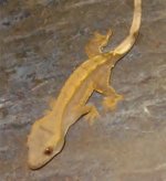 crestie2.jpg