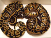 1.1 het albino.jpg