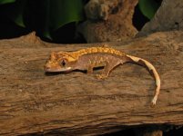 Crestie 1.jpg