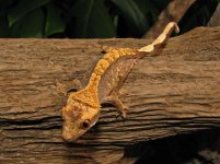 crestie 2.jpg